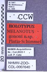 Etikette zu Melanotus gononi (Platia & Schimmel, 2001) (NHMW-ZOO-COL-0007640)